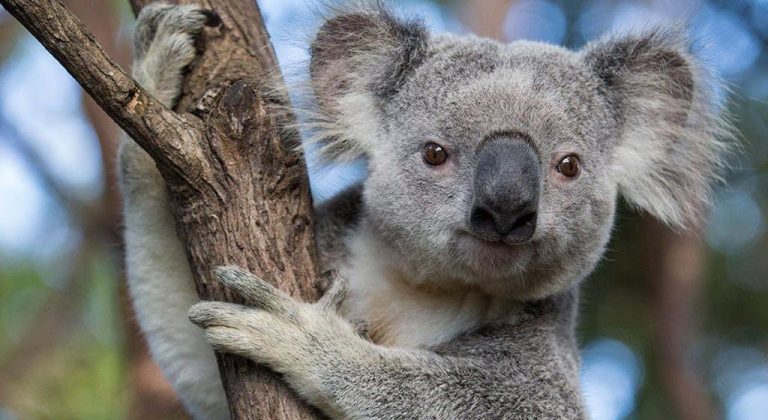 koala