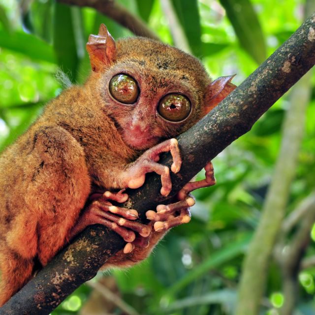 Le tarsier des philippines ou Carlito AnimalEncyclopédie