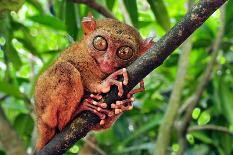 tarsier philippines 05