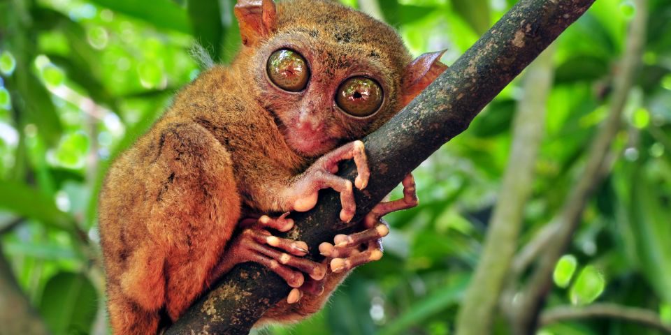 tarsier philippines 05