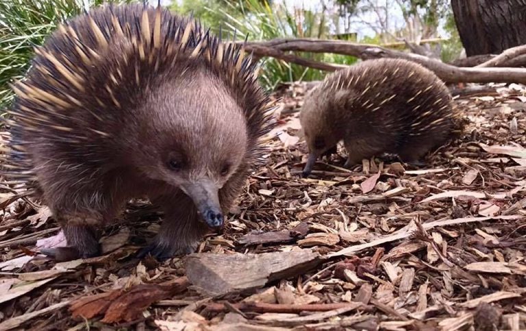 echidne 05