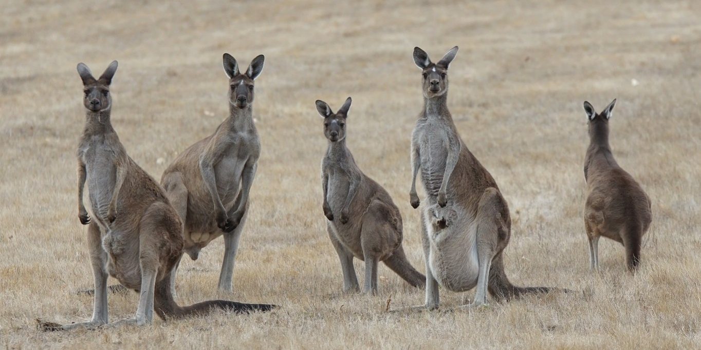 kangourou 05