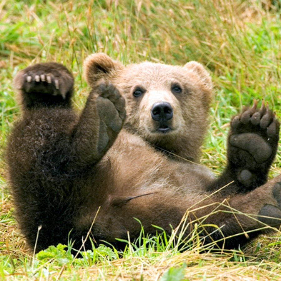 Le grizzly ou grizzli – AnimalEncyclopédie