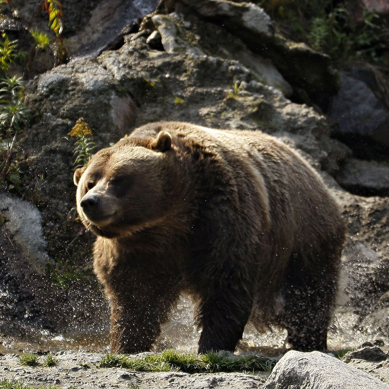 Le grizzly ou grizzli – AnimalEncyclopédie