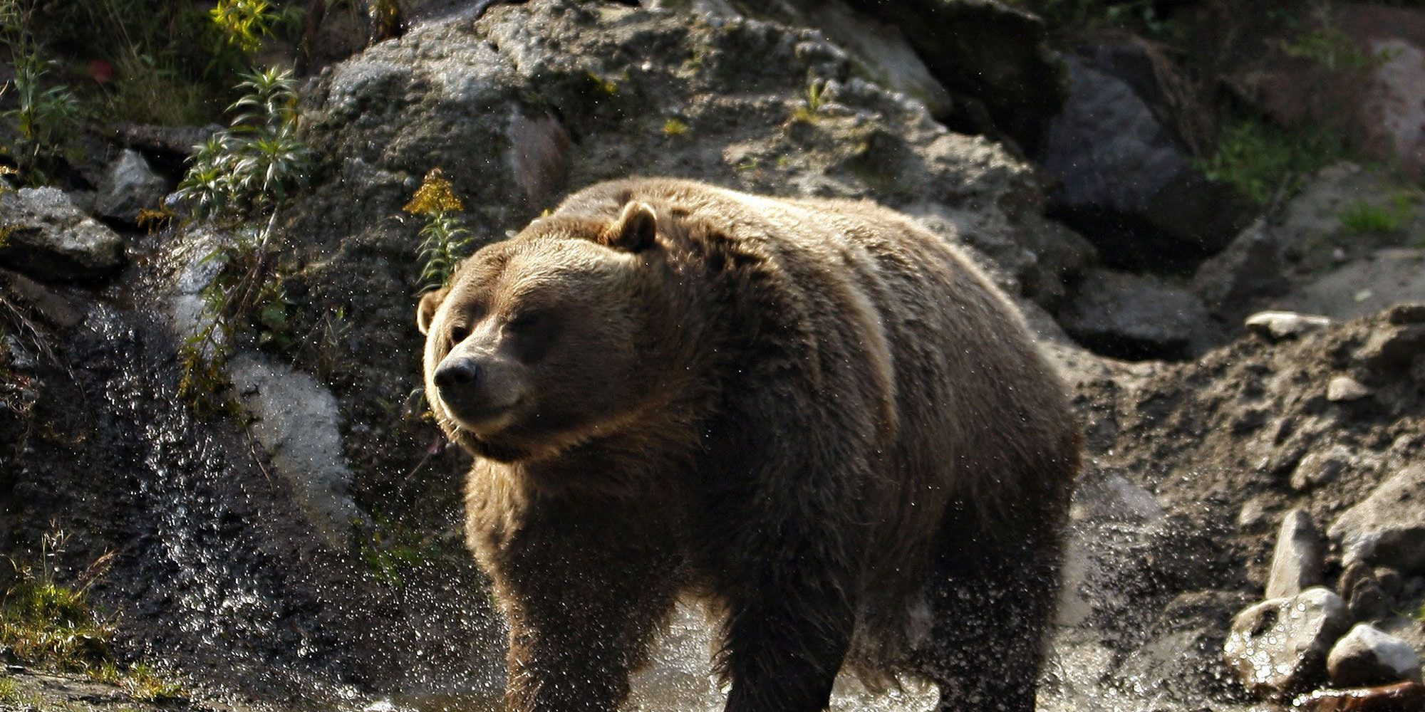 Le grizzly ou grizzli – AnimalEncyclopédie