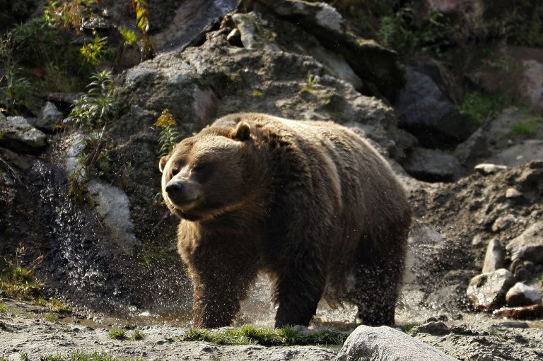 grizzly