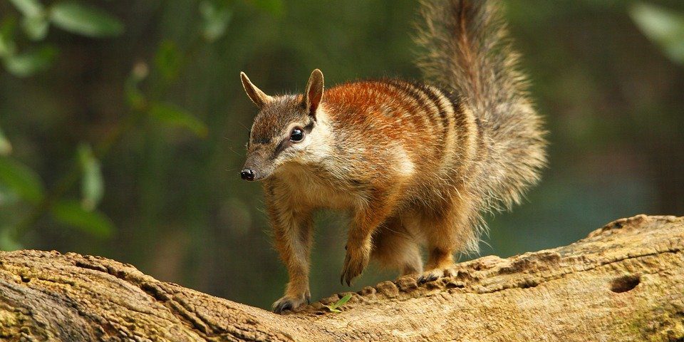 Numbat 05