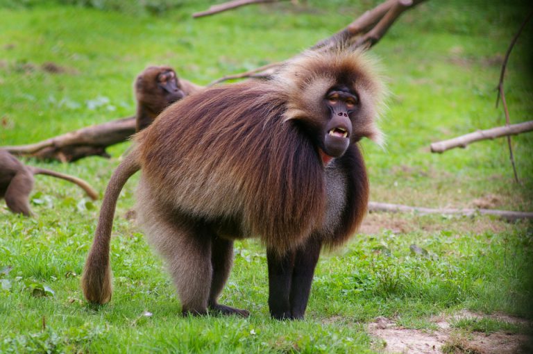 gelada 02
