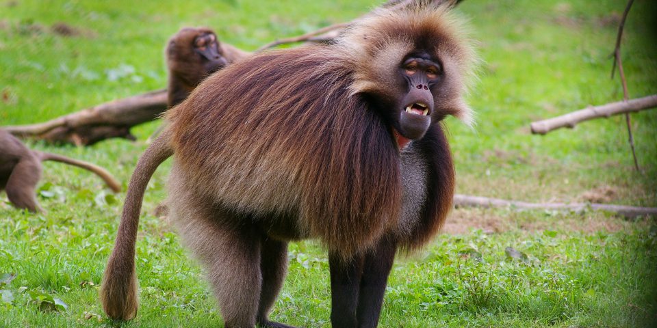 gelada 02