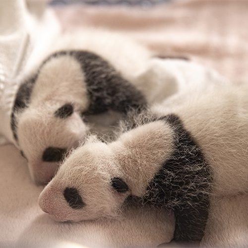 bebe panda beauval