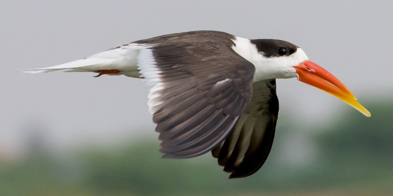 bec en ciseaux noir 04