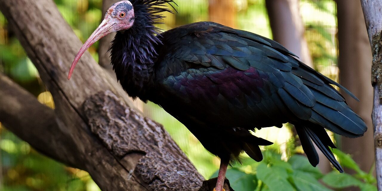 bald-ibis-ga98481dd6_1280