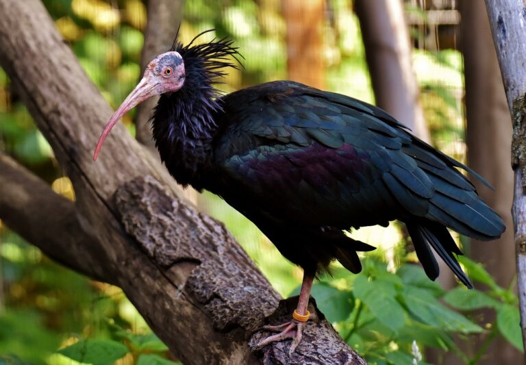 bald-ibis-ga98481dd6_1280